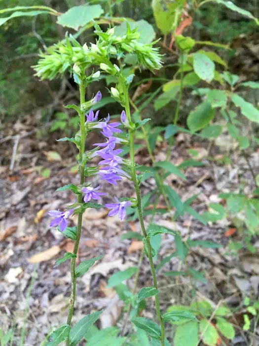 Chilhowee A and B Campground 9