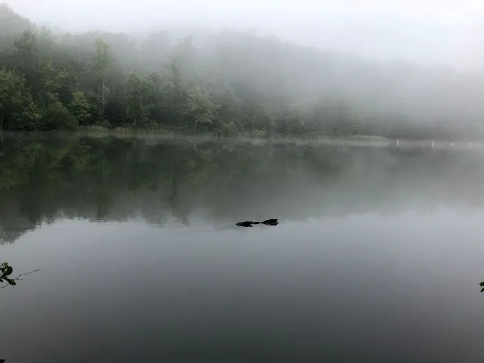 Chilhowee Campground 2