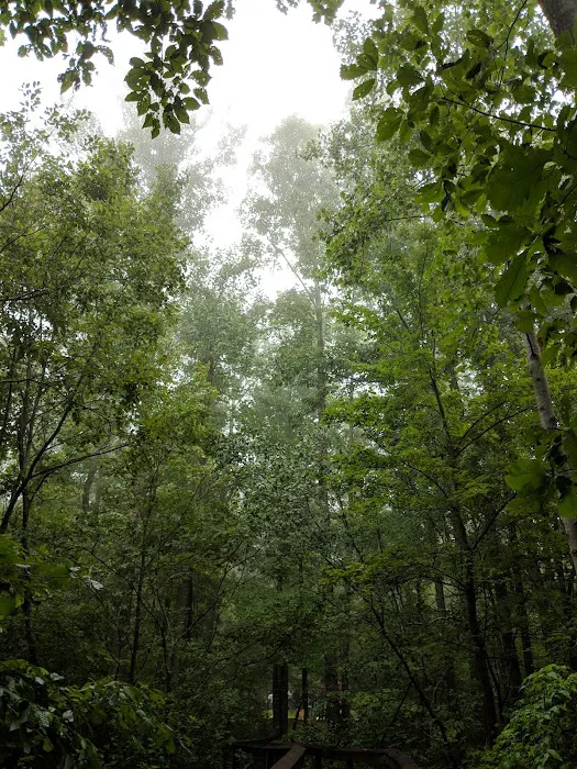 Chilhowee Campground 8