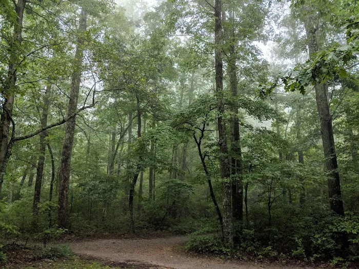 Chilhowee Campground 6