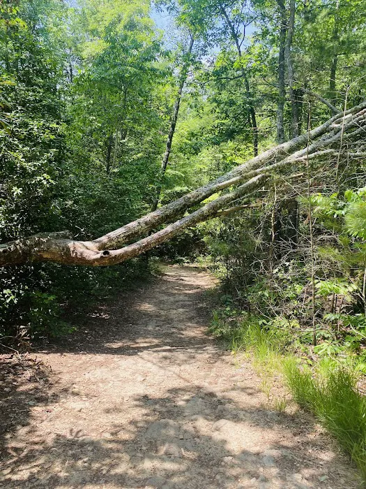 Chilhowee Recreation Area 8