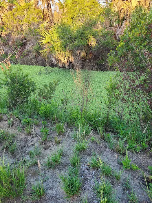 Allapattah Flats Campsite 7