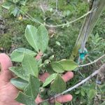 Florida Tropical Fruits Forest Farmstay & Glamping