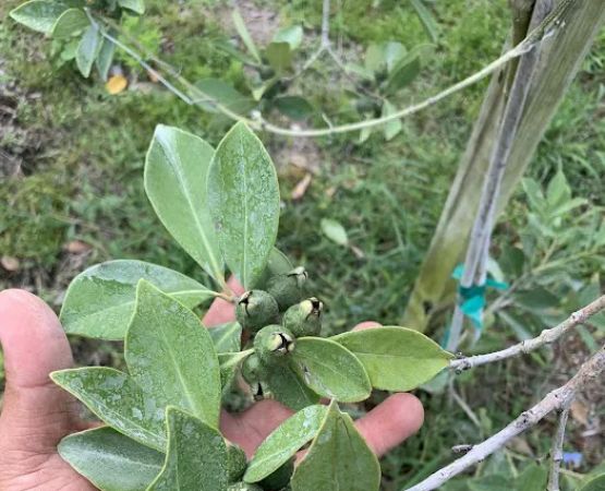 Florida Tropical Fruits Forest Farmstay & Glamping