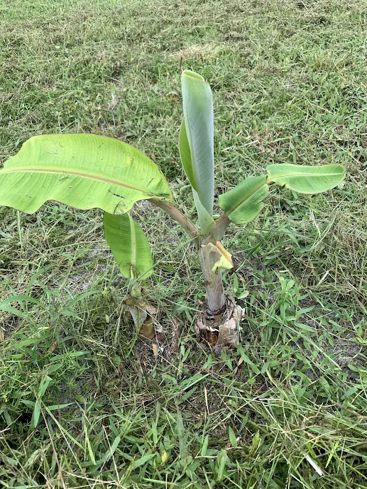 Florida Tropical Fruits Forest Farmstay & Glamping 3