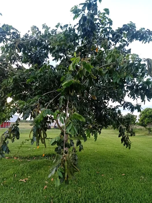 Florida Tropical Fruits Forest Farmstay & Glamping 6