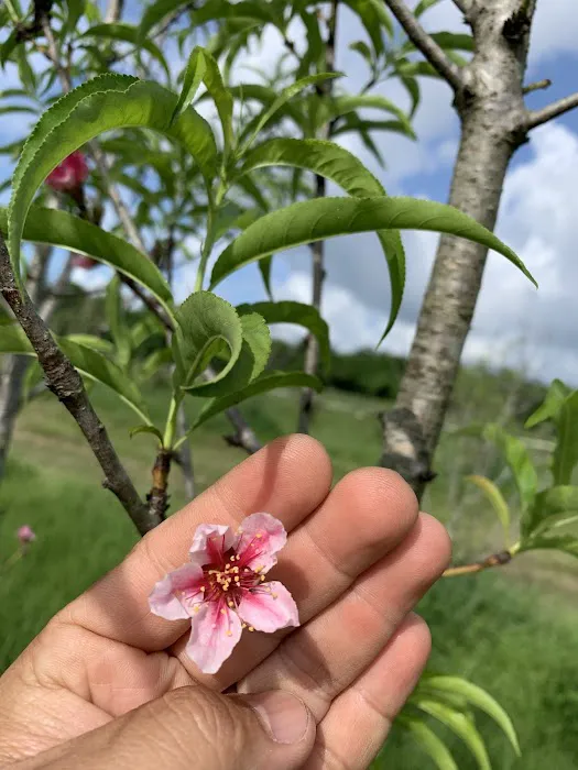 Florida Tropical Fruits Forest Farmstay & Glamping 9