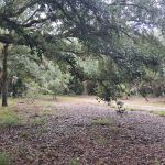 Chandler Slough West Campsite