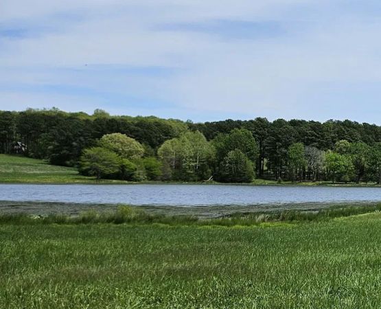 Tall Tree Lake