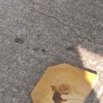 JN Webster Perregaux Cabin