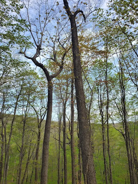 Fahnestock State Park Campground 1