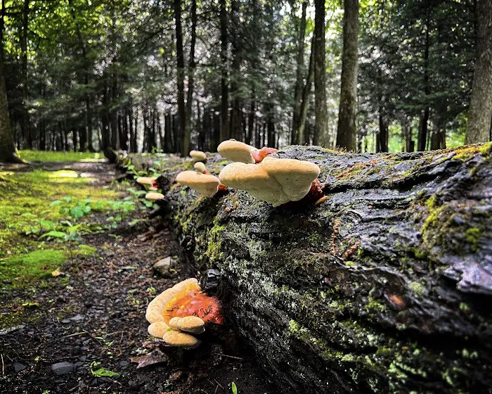 Dingmans Campground 7