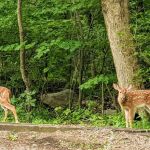 Camp Taylor Campground