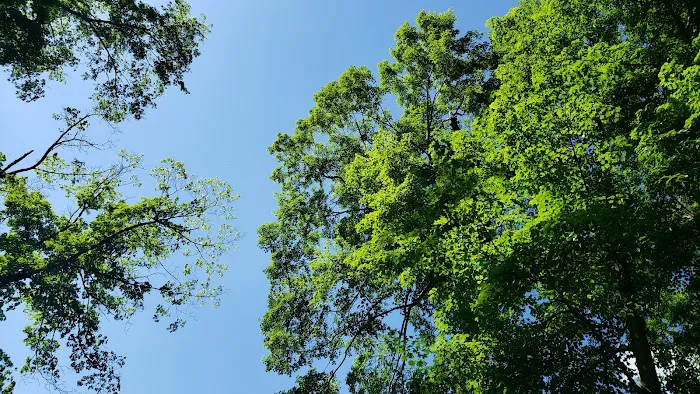 Worthington State Forest Campground 5