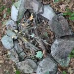 State Forest Campsite #S006