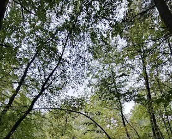 White Deer Campsite