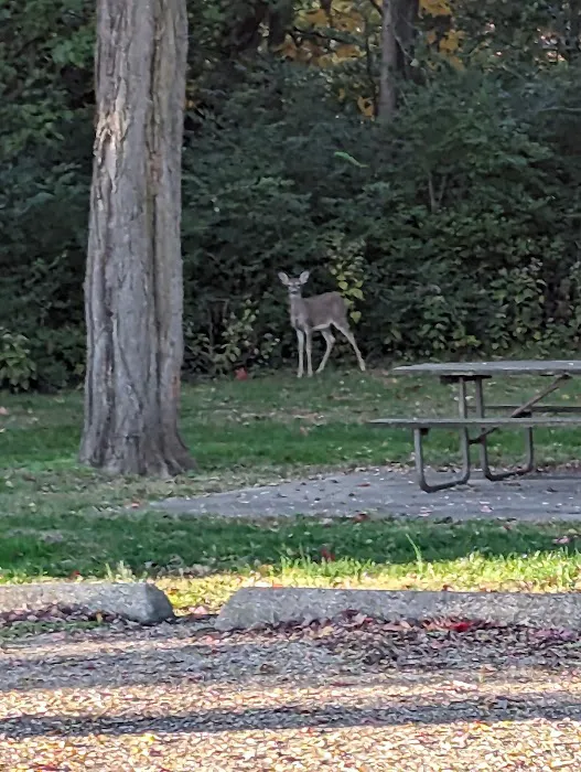 Black Locust Campground 0