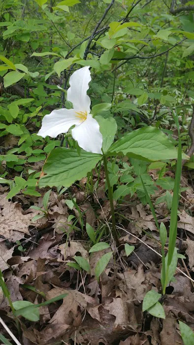 Lake Ann State Forest Campground 1
