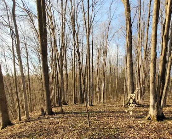 Lake Ann State Forest Campground