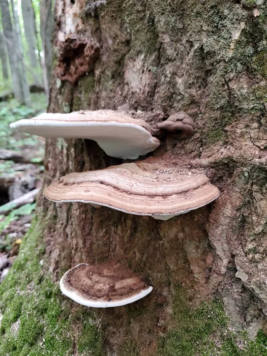 Lake Ann State Forest Campground 7