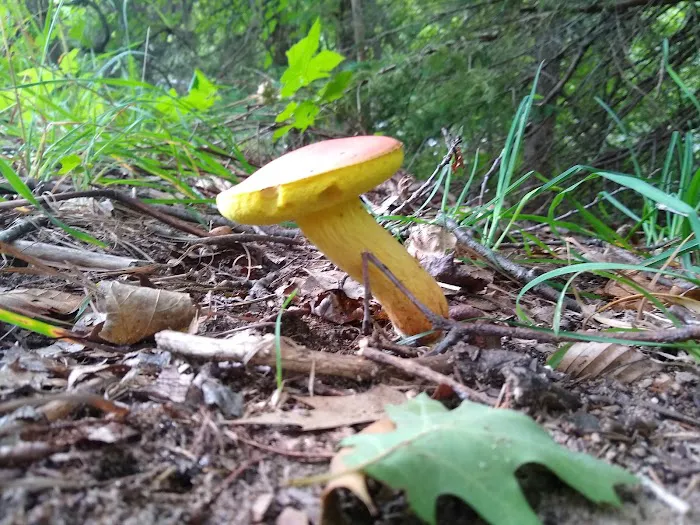 Grass Lake State Forest Campground 4