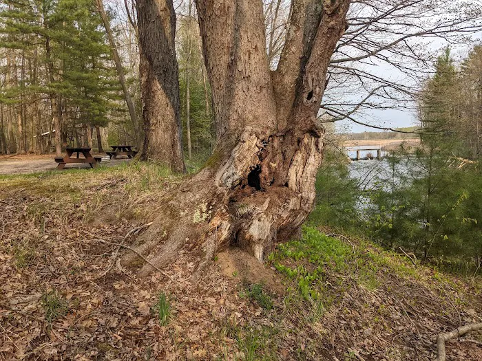 Grass Lake State Forest Campground 8