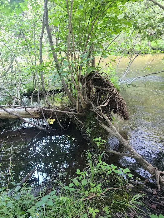 Veterans Memorial State Forest Campground 8