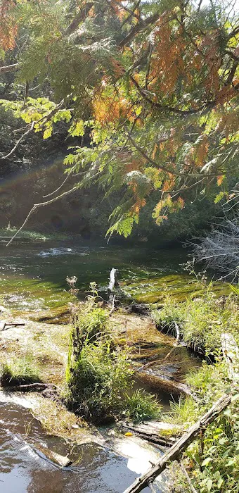 Platte River State Forest Campground 1