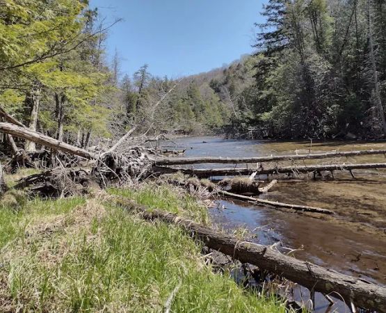 Platte River State Forest Campground