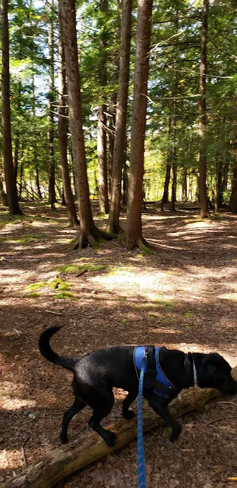 Platte River State Forest Campground 4
