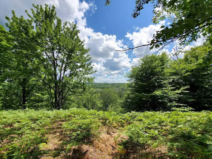 Pinney Bridge State Forest Campground 8
