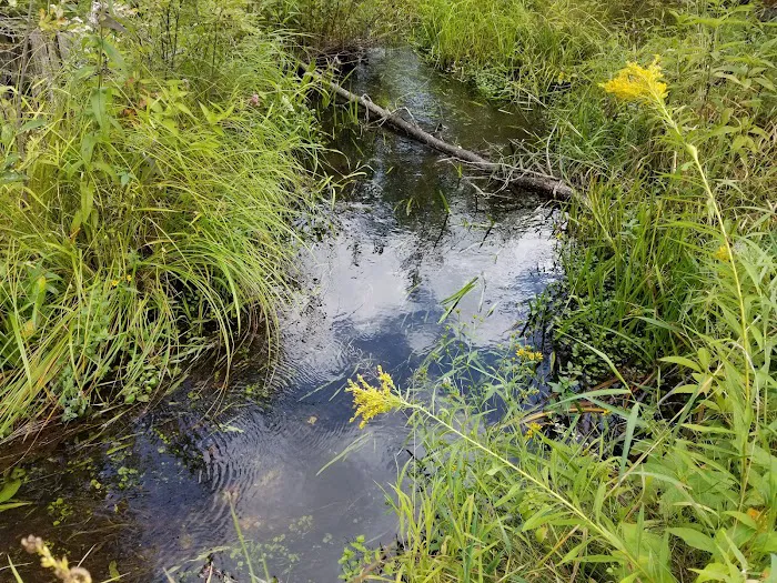 Pinney Bridge State Forest Campground 6