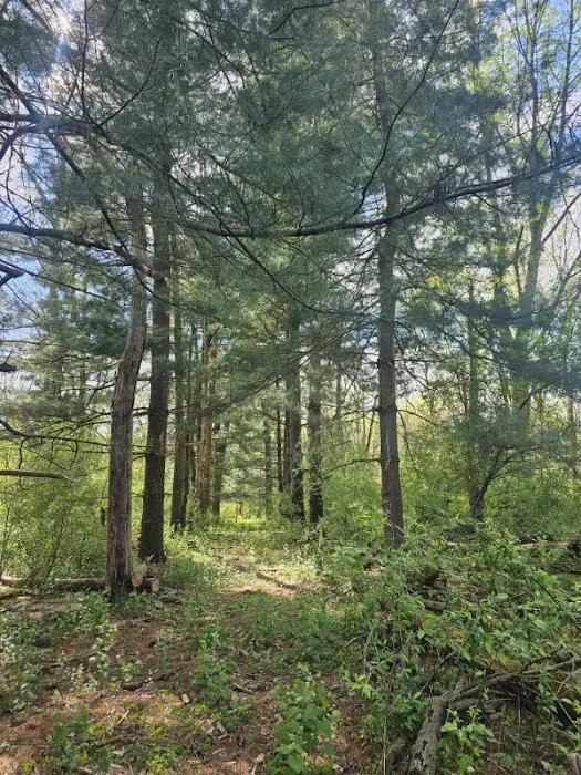 Hodapp Holler 5