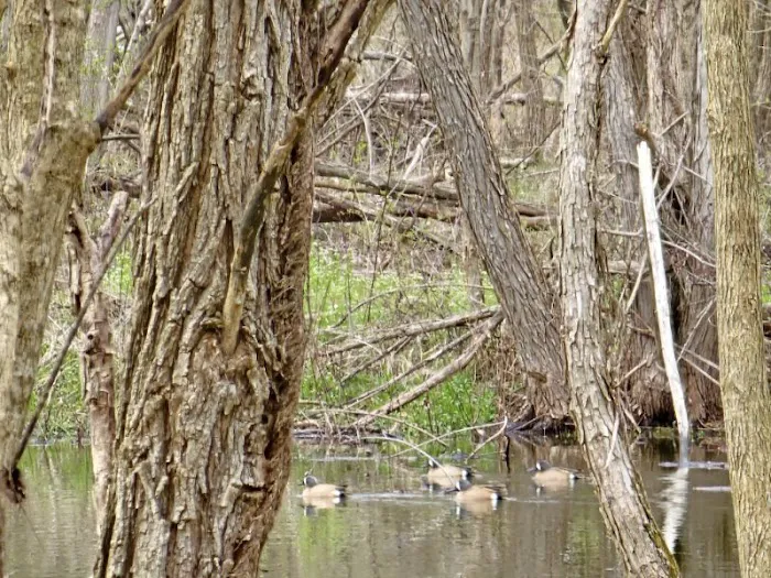 Hodapp Holler 2