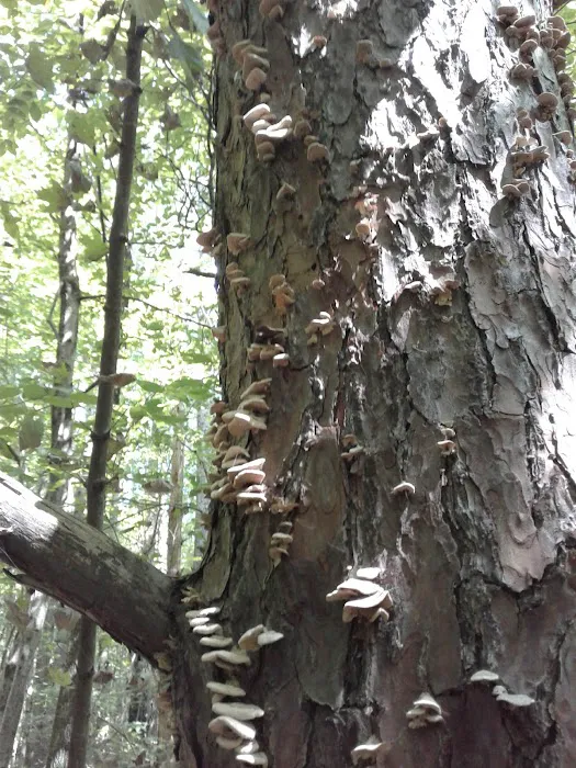 Hueston Woods Campground 0