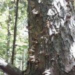 Hueston Woods Campground