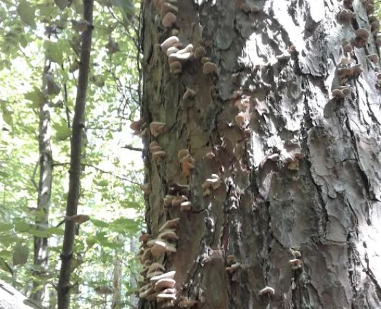 Hueston Woods Campground