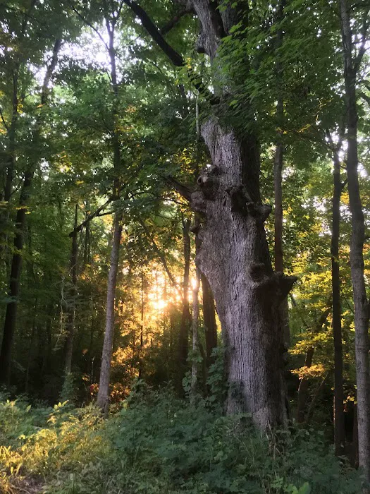 Fire Fly Grove 5