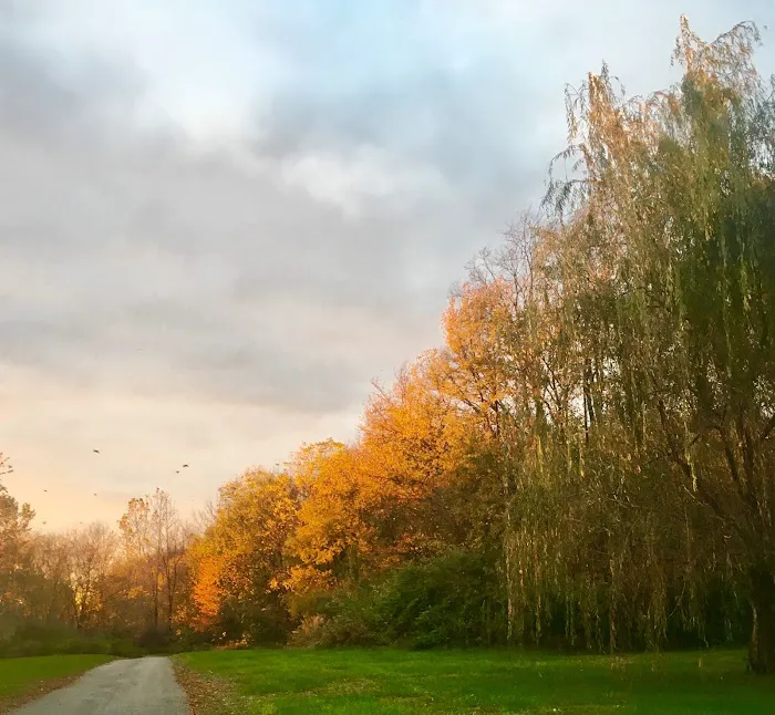 Fire Fly Grove 3