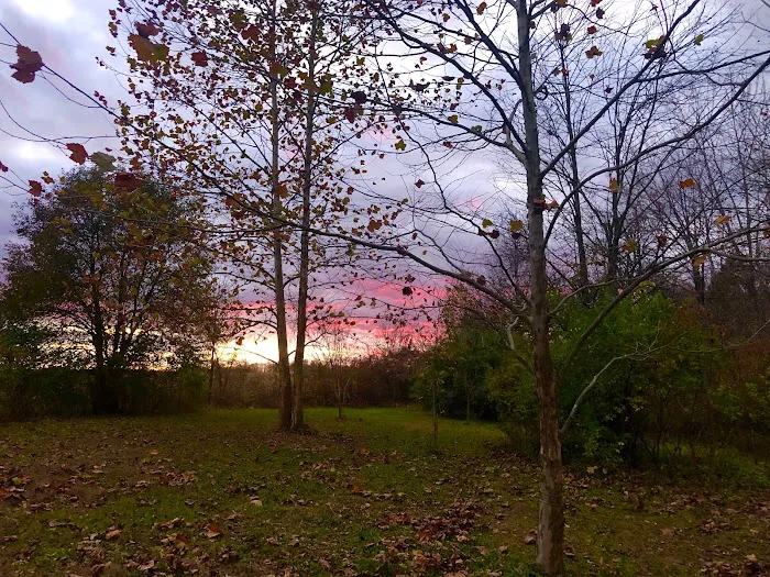 Fire Fly Grove 8