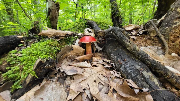 Brown County Reforestation Camp Campground 5