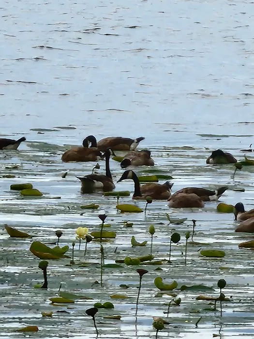 COE Lake Seminole 4