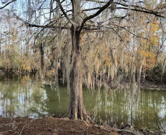 Hales Landing Campground