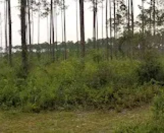 Summerfield mobile homes