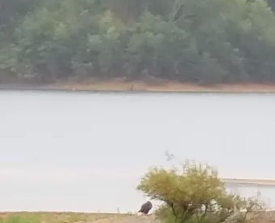 Lake view