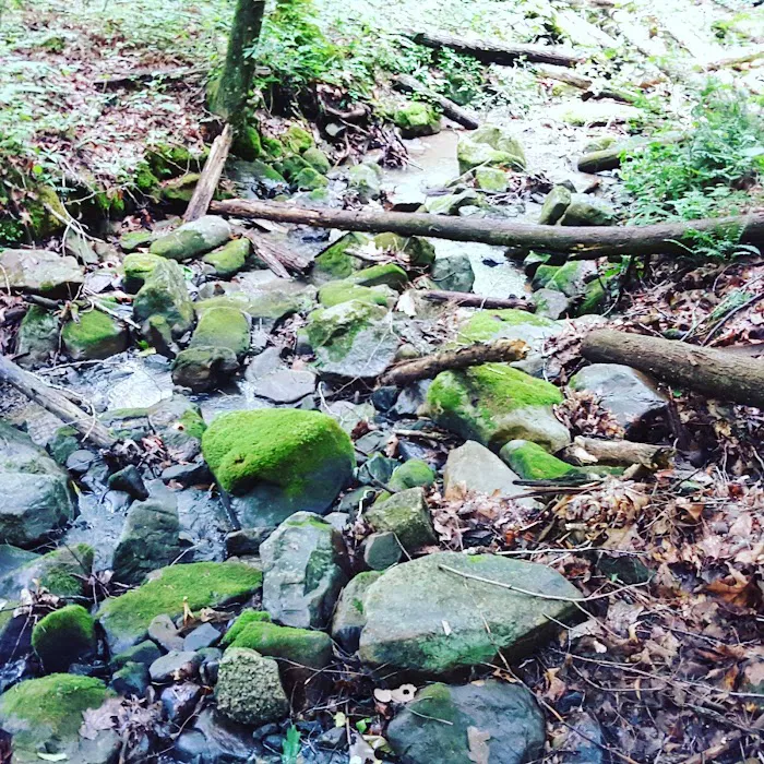 US Forestry Department 4