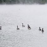 Grapevine Campground