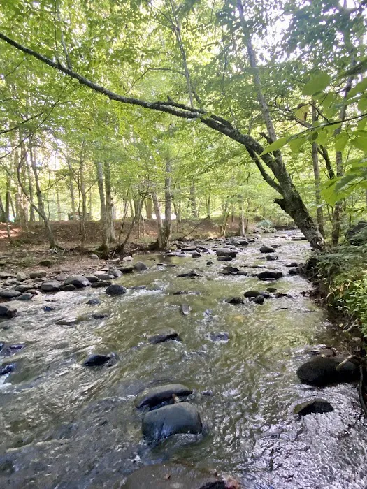 Roan Mountain State Park Campground 2