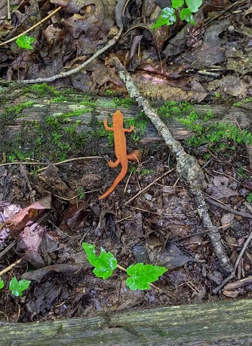 Roan Mountain State Park Campground 6