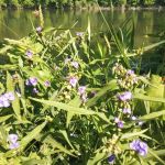 Eggleston Springs Campground